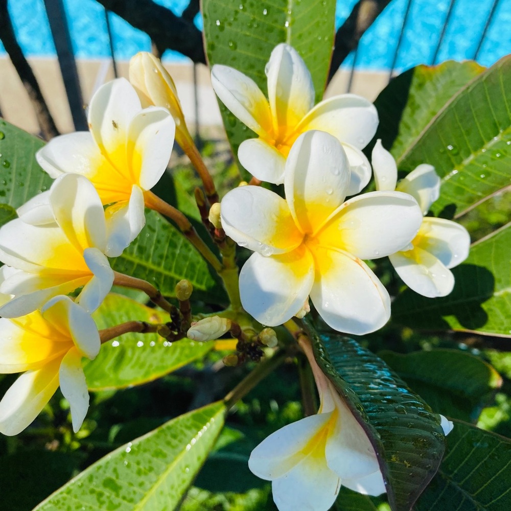 Hawaiian Plumeria stems